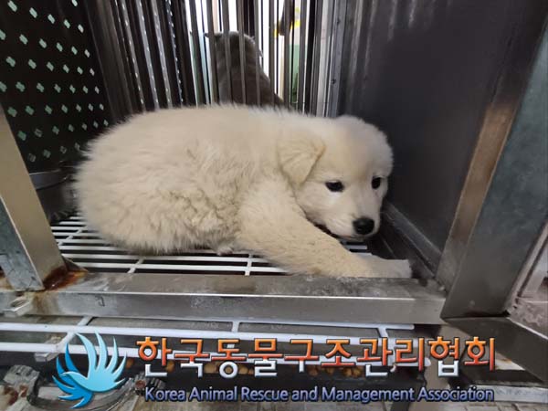 한국동물구조관리협회_441414202401013